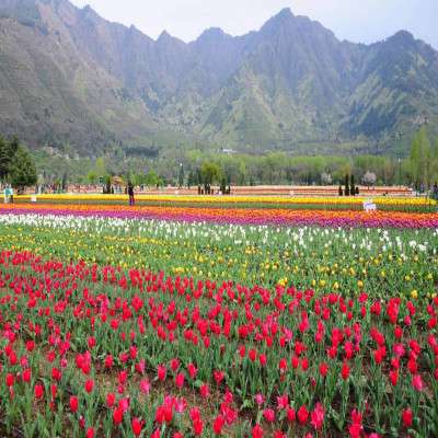 Tulip Festival Package Tour